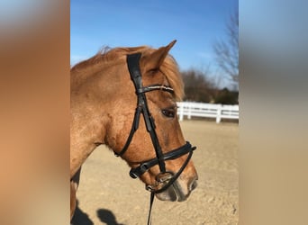 Other Breeds, Gelding, 17 years, 13,1 hh, Chestnut-Red