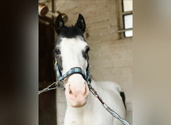 Other Breeds, Gelding, 17 years, 13,2 hh, Pinto