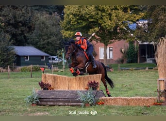 Other Breeds Mix, Gelding, 17 years, 15 hh, Brown