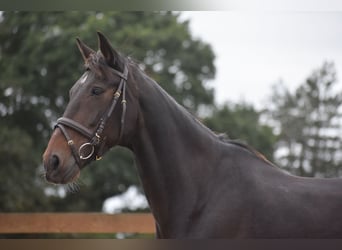 Other Breeds, Gelding, 17 years, 15,1 hh, Bay-Dark
