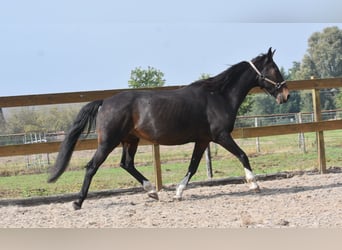 Other Breeds, Gelding, 17 years, 15,2 hh, Bay-Dark