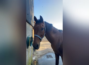 Other Breeds, Gelding, 17 years, 15,2 hh, Brown