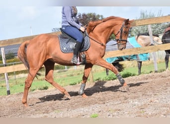 Other Breeds, Gelding, 17 years, 15,2 hh, Chestnut-Red