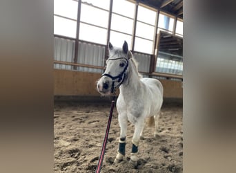 Other Breeds Mix, Gelding, 18 years, 12,2 hh, Leopard-Piebald