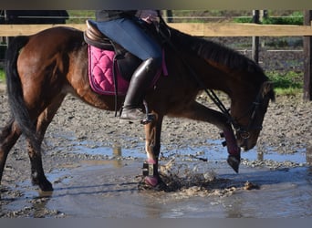 Other Breeds, Gelding, 18 years, 13 hh, Brown