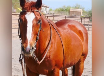 Other Breeds, Gelding, 19 years, 15 hh, Sorrel