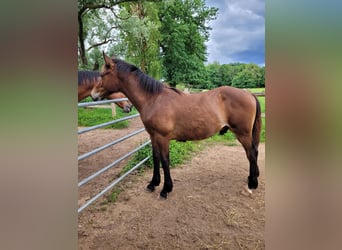 Other Breeds Mix, Gelding, 1 year, Brown