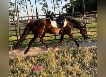 Other Breeds Mix, Gelding, 20 years, 15 hh, Bay-Dark