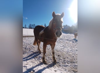 Other Breeds, Gelding, 20 years, 16 hh, Pinto