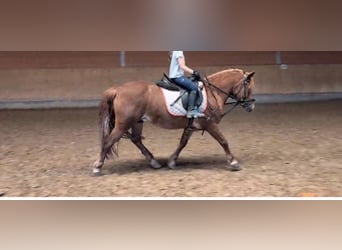 Other Breeds, Gelding, 21 years, 12.2 hh, Chestnut-Red