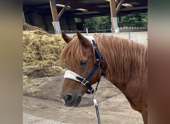 Other Breeds, Gelding, 21 years, 12.2 hh, Chestnut-Red