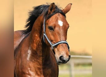 Sonstige Rassen Mix, Wallach, 21 Jahre, 14,3 hh, Brauner