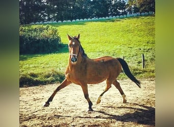 Sonstige Rassen Mix, Wallach, 21 Jahre, 14,3 hh, Brauner