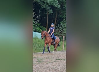 Sonstige Rassen Mix, Wallach, 21 Jahre, 14,3 hh, Brauner