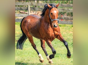 Sonstige Rassen Mix, Wallach, 21 Jahre, 14,3 hh, Brauner