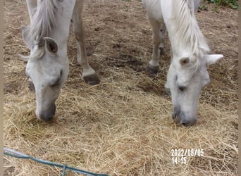 Other Breeds Mix, Gelding, 24 years, White