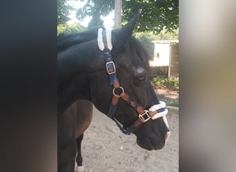 Other Breeds, Gelding, 25 years, 15,1 hh, Black