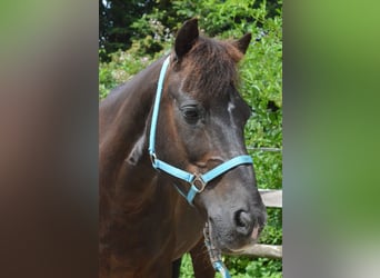 Other Breeds, Gelding, 27 years, 11,1 hh, Black