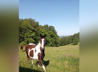 Other Breeds, Gelding, 2 years, 15.1 hh, Tobiano-all-colors