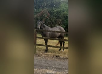 Other Breeds, Gelding, 2 years, 15.2 hh, Roan-Bay