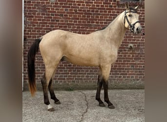 Other Breeds Mix, Gelding, 2 years, 15,1 hh, Dun