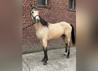 Other Breeds Mix, Gelding, 2 years, 15,1 hh, Dun