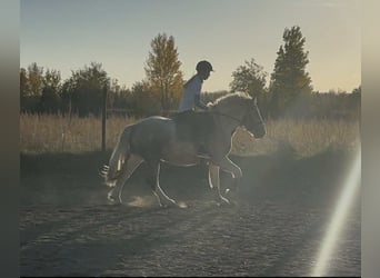 Other Breeds Mix, Gelding, 2 years, Pinto