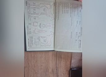 Other Breeds Mix, Gelding, 2 years, Pinto