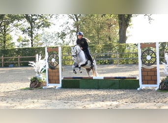 Other Breeds, Gelding, 3 years, 12 hh