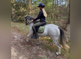 Other Breeds, Gelding, 3 years, 12 hh