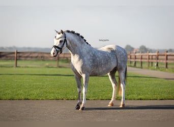 Other Breeds, Gelding, 3 years, 12 hh