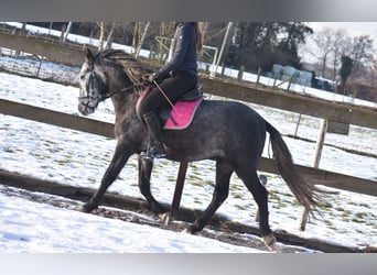 Other Breeds, Gelding, 3 years, 14.1 hh, Gray