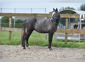 Other Breeds, Gelding, 3 years, 14.1 hh, Gray