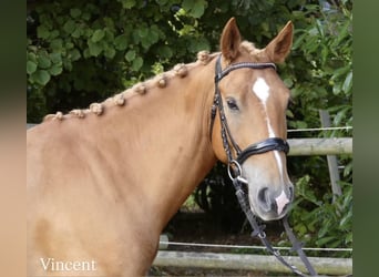 Other Breeds, Gelding, 3 years, 14.2 hh, Chestnut-Red