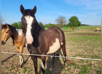 Other Breeds, Gelding, 3 years, 14.2 hh, Pinto