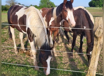 Other Breeds, Gelding, 3 years, 14.2 hh, Pinto