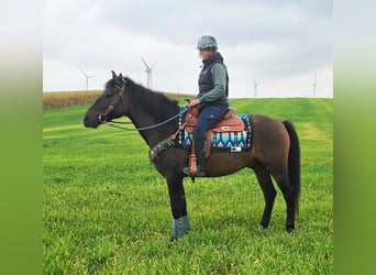 Other Breeds, Gelding, 3 years, 14.3 hh, Bay-Dark