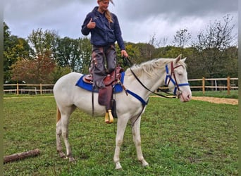 Other Breeds, Gelding, 3 years, 14,3 hh, Cremello