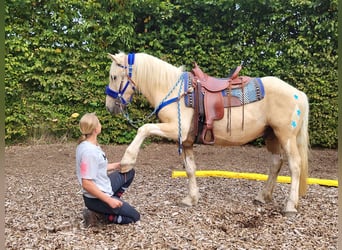 Other Breeds, Gelding, 3 years, 14.3 hh, Palomino
