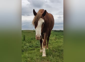 Other Breeds Mix, Gelding, 3 years, 14 hh, Sorrel