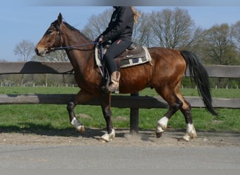 Other Breeds, Gelding, 3 years, 14,2 hh, Brown