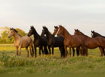 Other Breeds, Gelding, 3 years, 14,3 hh, Champagne