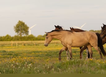 Other Breeds, Gelding, 3 years, 14,3 hh, Champagne