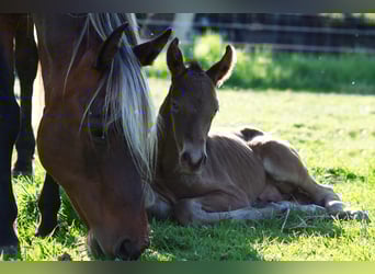 Other Breeds, Gelding, 3 years, 14,3 hh, Champagne
