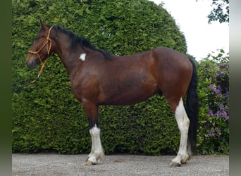 Other Breeds, Gelding, 3 years, 14,3 hh, Pinto
