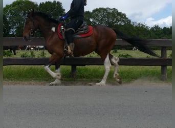 Other Breeds, Gelding, 3 years, 14,3 hh, Pinto