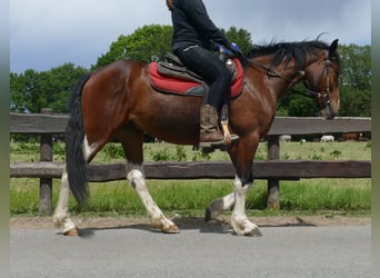 Other Breeds, Gelding, 3 years, 14,3 hh, Pinto