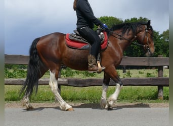 Other Breeds, Gelding, 3 years, 14,3 hh, Pinto