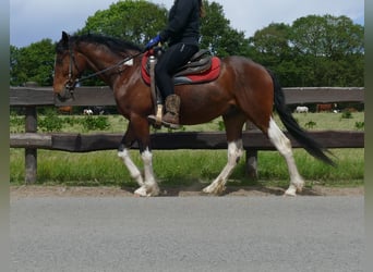 Other Breeds, Gelding, 3 years, 14,3 hh, Pinto