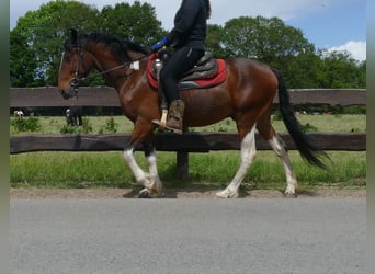 Other Breeds, Gelding, 3 years, 14,3 hh, Pinto